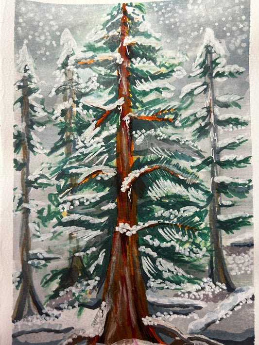 Winter Red Cedar ❄ - I.F.